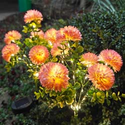 Solar Light Chrysanthemums