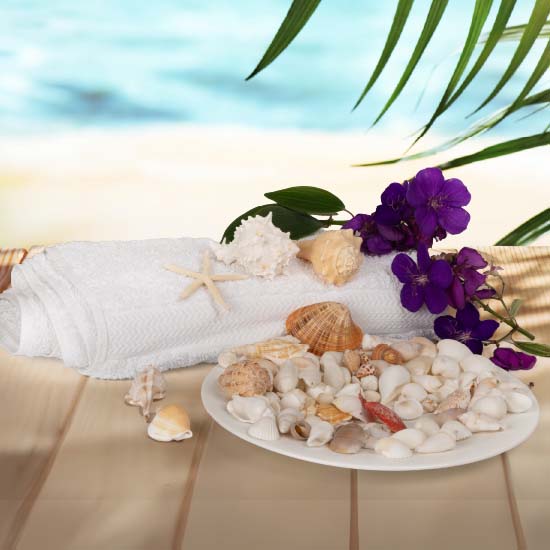 Seashells Collection